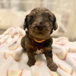 Gregory orange collar - Merle male Goldendoodle puppy in North Branch, Michigan from Graceful Miniature Goldendoodles