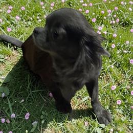 INDIGO - Chihuahua