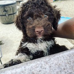 Lagotto Romagnolo Puppies from Anna’s Lagottos