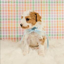 Wynter - Tri-color female Bernedoodle puppy in Russell Springs, Kentucky from 270 Doodles