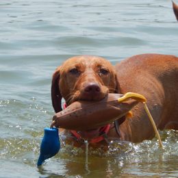 Vizslas, Weimaraners, and Wirehaired Vizslas from Willow Ridge Kennel