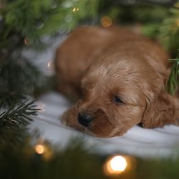 Remi - Apricot male Goldendoodle puppy in Stevens, Pennsylvania from Pebble Paws Lane