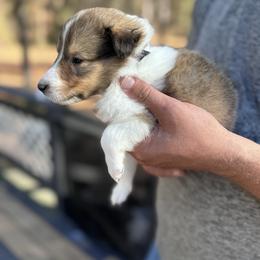 Mr. Black - Sable male Collie puppy in Tallahassee, Florida from Lampost Kennels