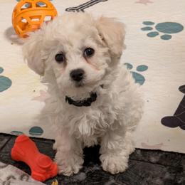 Black Collar Girl - White female Bichon Frise puppy in Eaton Rapids, Michigan from JMs Bichons