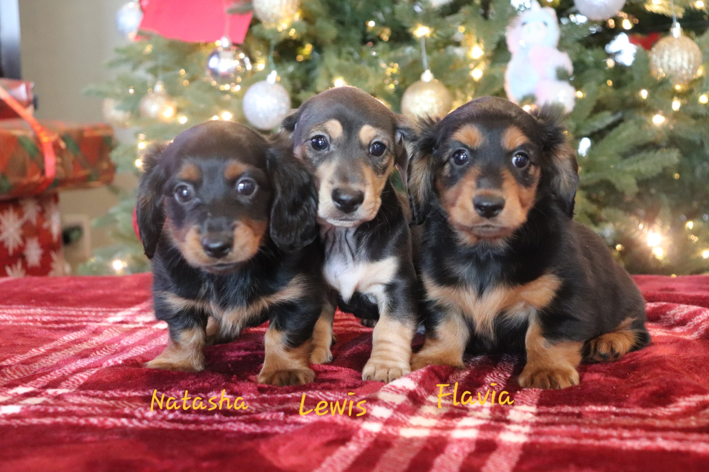 Dachshund Puppies from Kingpin Doxies