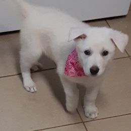 German Shepherd Puppies from Karen's Kennel