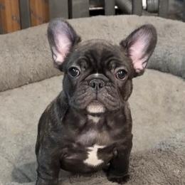 French Bulldog puppies from MochaLabs