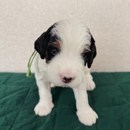 Wormtail - Tri-color male Bernedoodle puppy in Apache Junction, Arizona from Coffey House Doodles