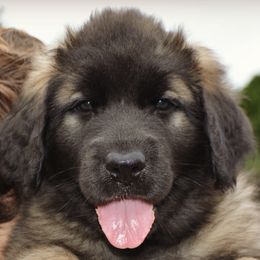 Leonbergers from Bluebonnet Leos