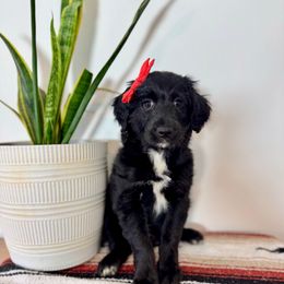 Cricket - Black and white female Aussiedoodle puppy in Taylors, South Carolina from Aspen Mountain Doodles LLC