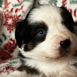Australian Shepherds from Brushy Mountain Aussies