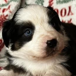 Australian Shepherds from Brushy Mountain Aussies