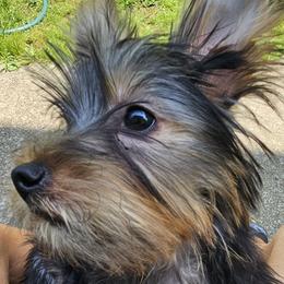 Silky Terrier Puppies from Brawley's Beautiful Babies