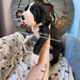 Pink collar - Mantle female Great Dane puppy in Alton, Illinois from Show Me Great Danes and Basset Hounds