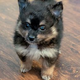 Black and Tan girl - Black and tan female Pomeranian puppy in Danielsville, Georgia from PassionatePomPoms