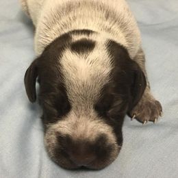 German Shorthaired Pointer Puppies from Coleman Creek Kennel