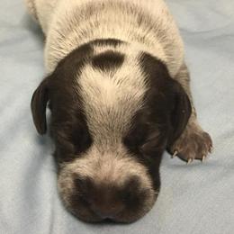 German Shorthaired Pointer Puppies from Coleman Creek Kennel