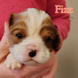 Fizz - Blenheim female Cavalier King Charles Spaniel puppy in Rockville, Maryland from Skais the Limit Cavaliers