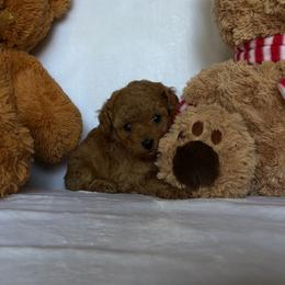 Goldie - Red  female Poodle puppy in Elkhorn, Nebraska from Orel Toy & Miniature Poodles