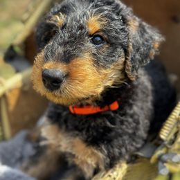 Airedale Terrier Puppies from Farm 55