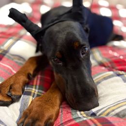 Evangeline - Black and rust female Doberman Pinscher puppy in Bruce Township, Michigan from Eminent Dobermans