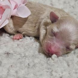 Salsa - Cream female Maltipoo puppy in Arkansas from Brew House