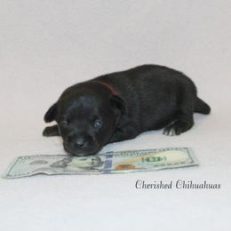 Max - Black male Chihuahua puppy in Willamina, Oregon from Cherished Chihuahuas