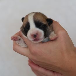 Girl 2 - Red female Pembroke Welsh Corgi puppy in Morgantown, Pennsylvania from Goldstar Puppies (License Number 18519)
