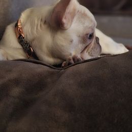 French Bulldog Puppies from Charles Frenchies