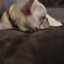 French Bulldog Puppies from Charles Frenchies