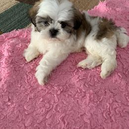 Shih Tzu Puppies from Sharleen's Paw-fect Shih Tzus