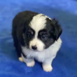 Toy Australian Shepherd Puppies from Pleasant Grove Aussies