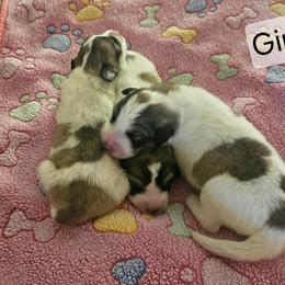 Girl 2 - White and badger female Great Pyrenees puppy in Yucaipa, California from Rusty Horse Ranch Great Pyrenees