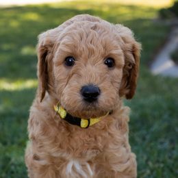 Goldendoodle Puppies from Teresa Carlson