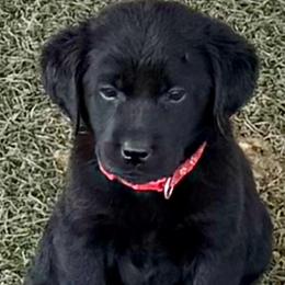 Valor (Pink Collar) - Black female Dilute Retriever puppy in Baldwin City, Kansas from Hedge Lane Labradors
