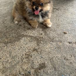 Curly - Red sable male Pomeranian puppy in Clinton, Tennessee from Liza’s Aussies & Poms