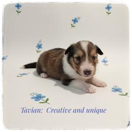 Tavian - Sable and white male Shetland Sheepdog puppy in Minnesota from Sheltie Puppies