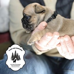French Bulldog Puppies from Camp Fine Frenchies