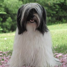 Tibetan Terriers from Malishar Tibetan Terriers