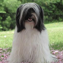 Tibetan Terriers from Malishar Tibetan Terriers