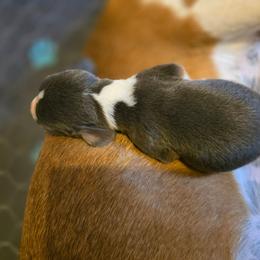 Prince - Blue tan and white male Basset Hound puppy in Valley, Washington from Enchanted Valley Paws