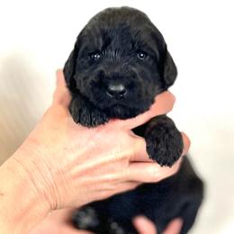 Willow - Black female Assorted Doodle Crosses puppy in Kansas City, Missouri from Beary GoldenDoodles