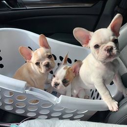 French Bulldog Puppies from J&A Bulldogges