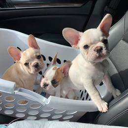 French Bulldog Puppies from J&A Bulldogges