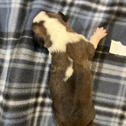 Boy 5 - Red and white male Saint Bernard puppy in New Sharon, Maine from KP Saint Bernards