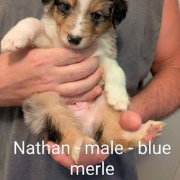 Aussiedoodle, Australian Shepherd, and Golden Retriever Puppies from Hope & Joy Acres
