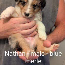 Aussiedoodle, Australian Shepherd, and Golden Retriever Puppies from Hope & Joy Acres
