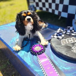 Anthem - Cavalier King Charles Spaniel