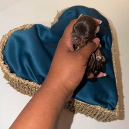 Blue. - Gold male Yorkshire Terrier puppy in Winston Salem, North Carolina from Pawfectly Tailored Yorkie's