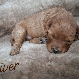 River - Red female Cavapoo puppy in Eau Claire, Wisconsin from Fisher River Doodle's